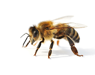 相關標籤：蜜蜂內部| 宏基蜜蜂生態農場