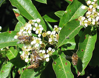 台灣蜂蜜種類?! 味道上有何差異？