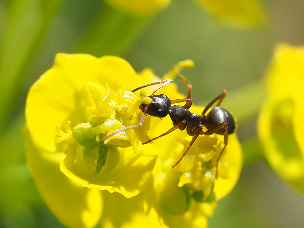 ▲螞蟻很愛吃花蜜，不輸小蜜蜂的喔~!  出處 : pixabay