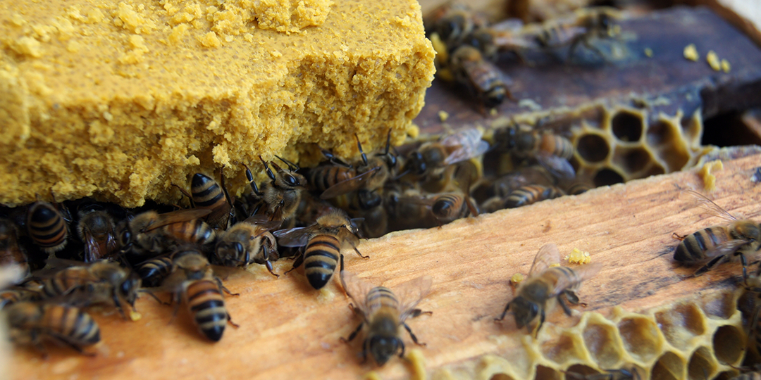 蜜蜂的分工| 宏基蜜蜂生態農場